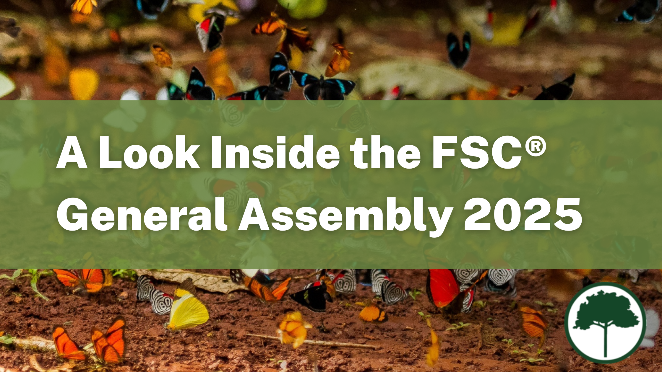 Forest flower with leaves and beautiful red butterflies. Text reads: A Look Inside the FSC® General Assembly 2025