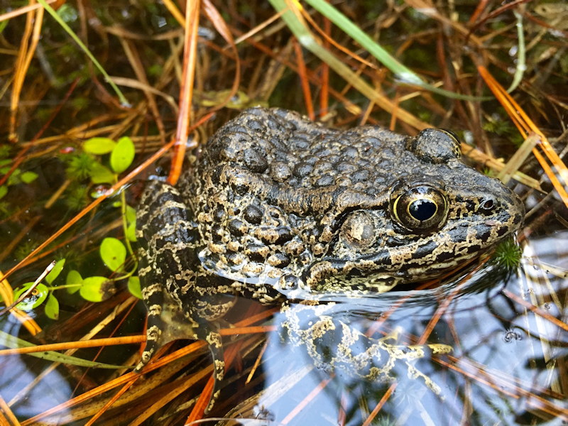 An endangered Dusky Gopher Frog is resting with his head poking out of the water