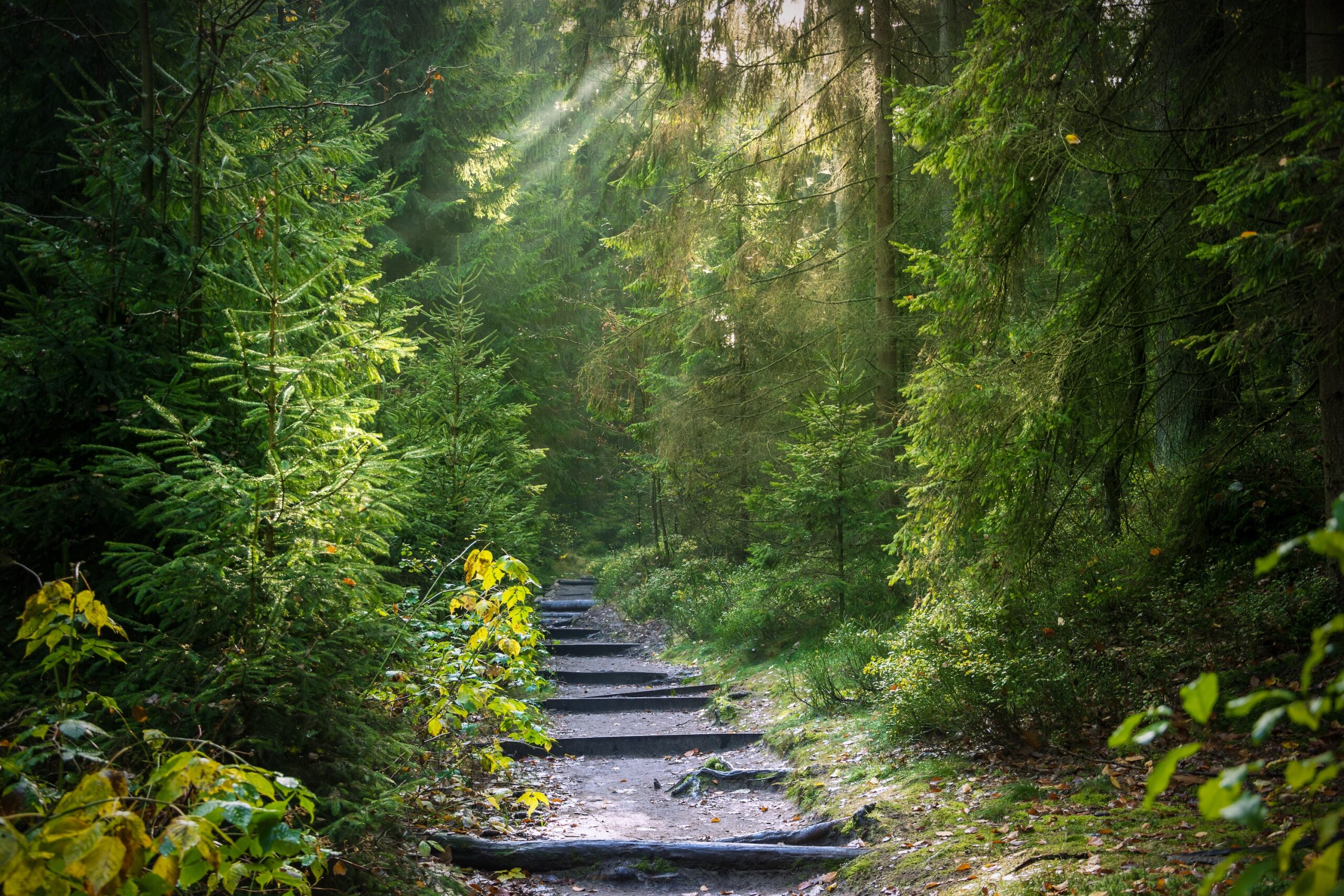 Forest path with wooden steps